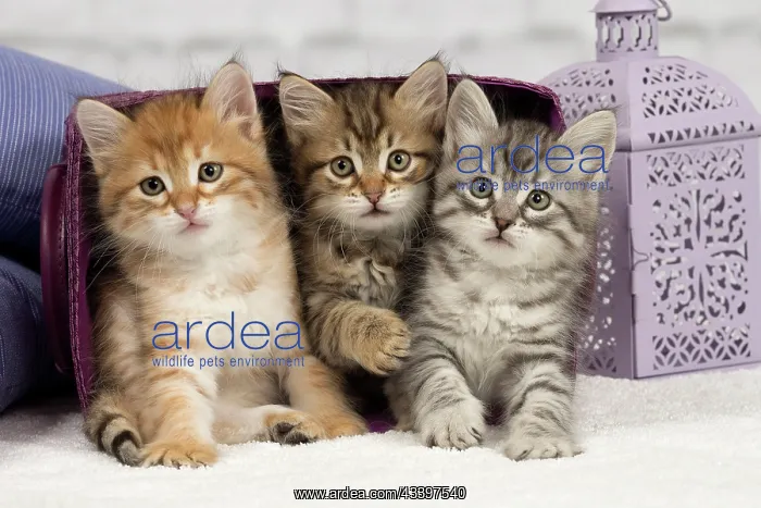 : Cat - Siberian - 8 week old kittens - playing with basket : Cat - Siberian - 8 week old kittens - playing with basket