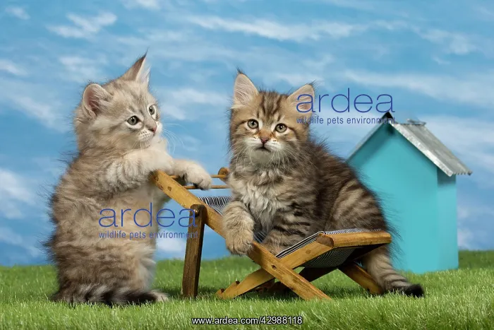 : Cat - Siberian - 8 week old kittens on toy deck chair : Cat - Siberian - 8 week old kittens on toy deck chair