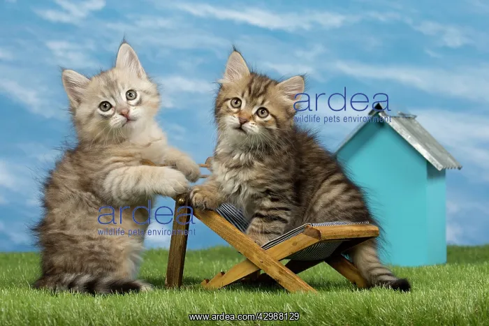 : Cat - Siberian - 8 week old kittens on toy deck chair : Cat - Siberian - 8 week old kittens on toy deck chair