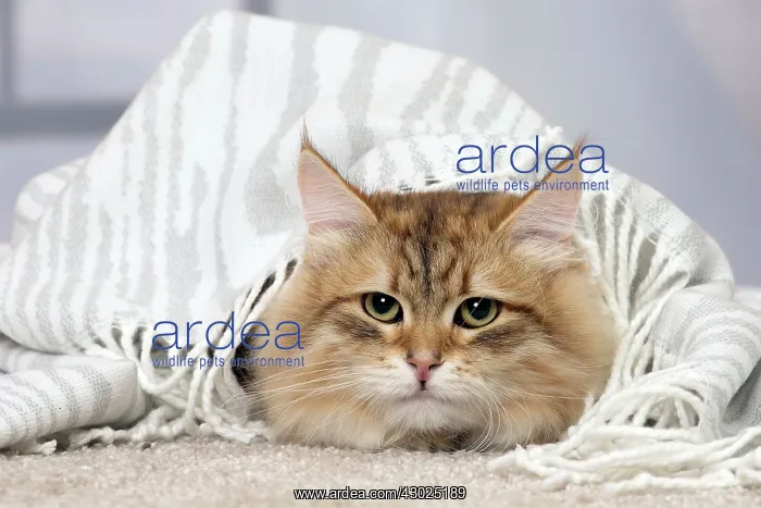  : Cat Siberian under a blanket