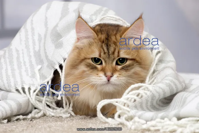  : Cat Siberian under a blanket