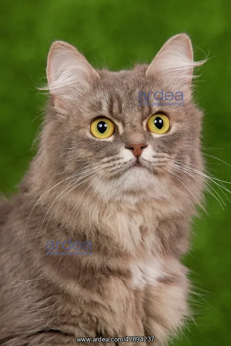  : Cat - Siberian Blue Mackerel Tabby