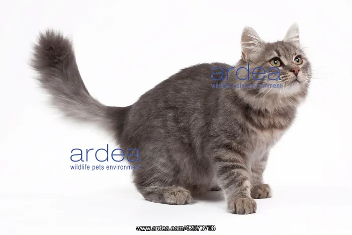 : Cat - Siberian Blue Mackerel Tabby - 8 months old : Cat - Siberian Blue Mackerel Tabby - 8 months old