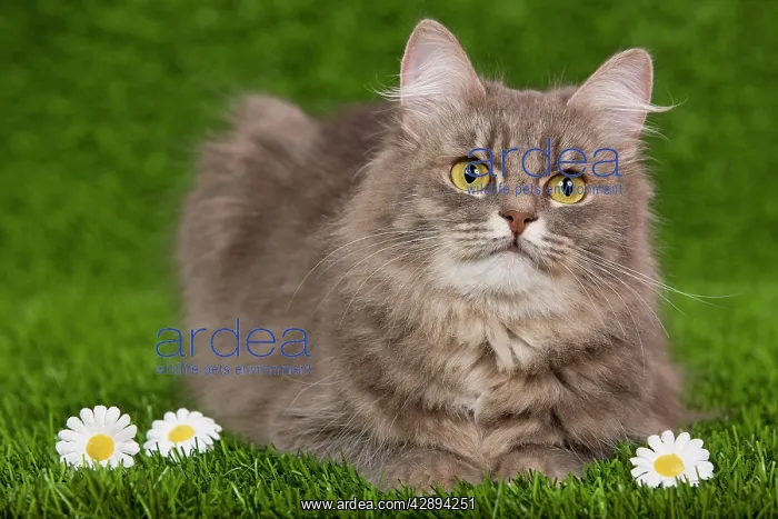 : Cat - Siberian Blue Mackerel Tabby - sitting down : Cat - Siberian Blue Mackerel Tabby - sitting down