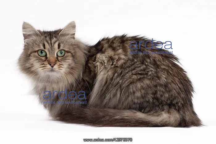  : Cat - Siberian brown mackerel tabby 5 years