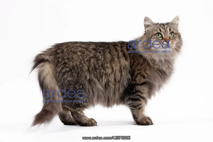  : Cat - Siberian brown mackerel tabby 5 years