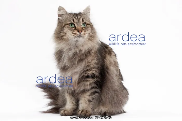  : Cat - Siberian brown mackerel tabby 5 years