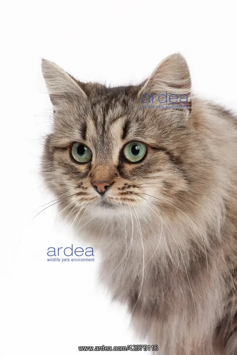  : Cat - Siberian brown mackerel tabby 5 years