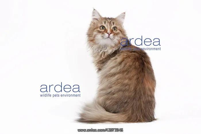 : Cat - Siberian brown tortie and white - 7 months old : Cat - Siberian brown tortie and white - 7 months old