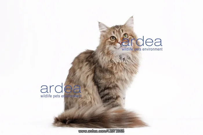 : Cat - Siberian brown tortie and white - 7 months old : Cat - Siberian brown tortie and white - 7 months old