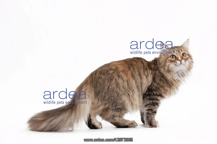: Cat - Siberian brown tortie and white - 7 months old : Cat - Siberian brown tortie and white - 7 months old