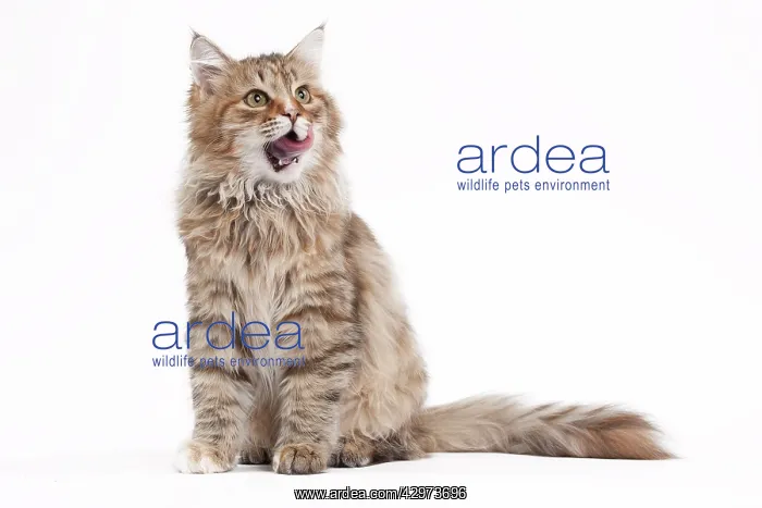 : Cat - Siberian brown tortie and white - 7 months old : Cat - Siberian brown tortie and white - 7 months old
