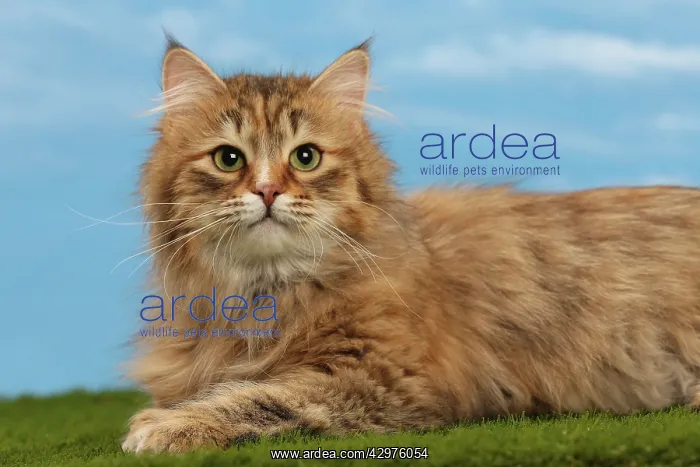: Cat - Siberian Brown Tortoiseshell Mackerel White : Cat - Siberian Brown Tortoiseshell Mackerel White