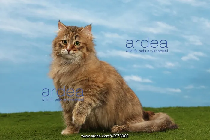 : Cat - Siberian Brown Tortoiseshell Mackerel White : Cat - Siberian Brown Tortoiseshell Mackerel White