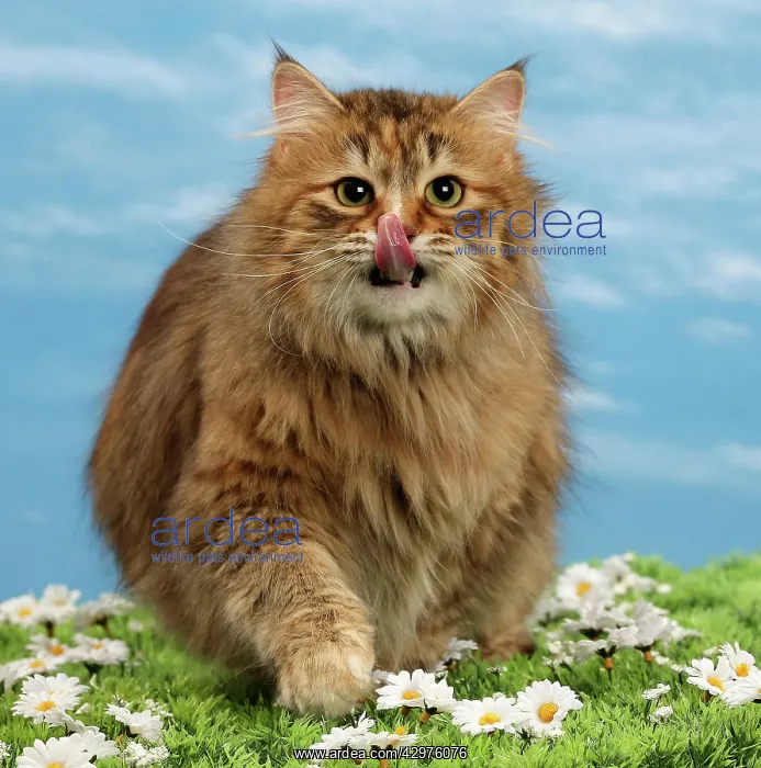 : Cat - Siberian Brown Tortoiseshell Mackerel White : Cat - Siberian Brown Tortoiseshell Mackerel White