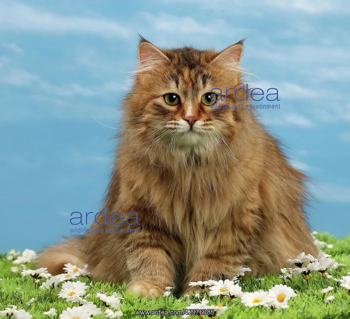 : Cat - Siberian Brown Tortoiseshell Mackerel White : Cat - Siberian Brown Tortoiseshell Mackerel White