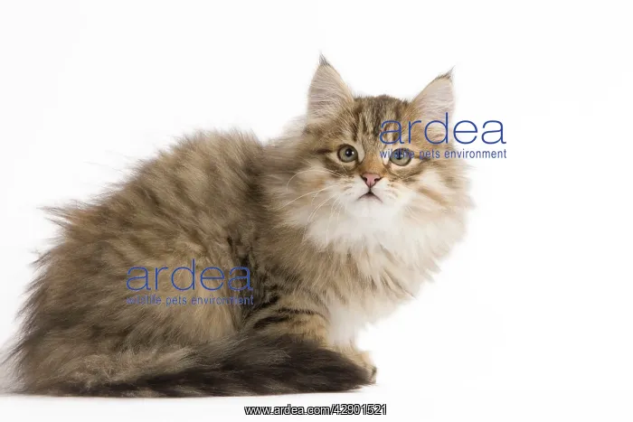  : Cat - Siberian Cat