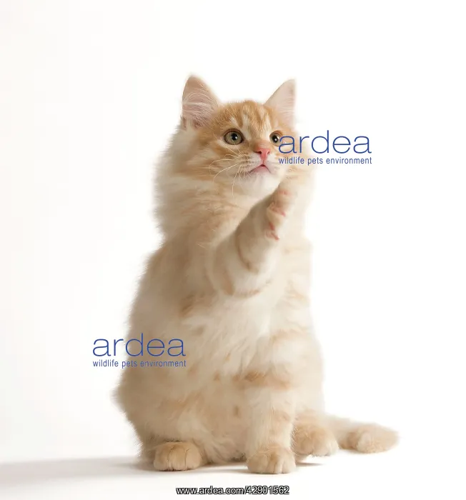  : Cat - Siberian Cat
