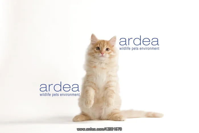  : Cat - Siberian Cat on hind legs