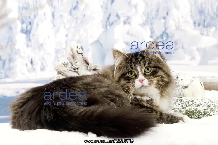  : Cat - Siberian Cat sitting in snow