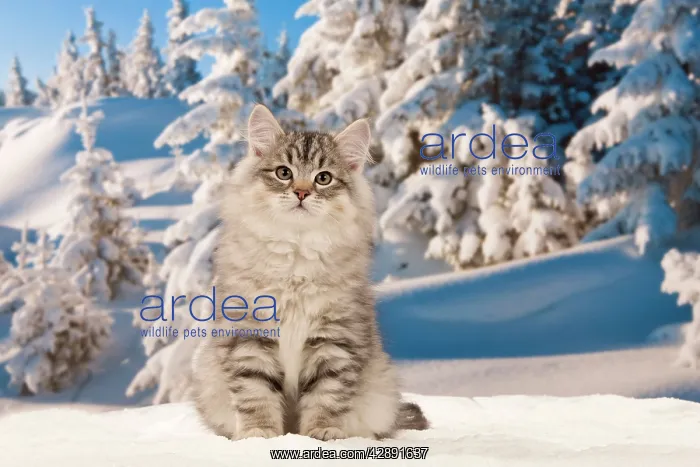  : Cat - Siberian Cat - in snow