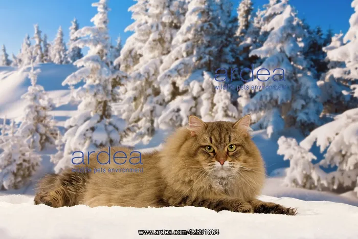  : Cat - Siberian Cat - in snow