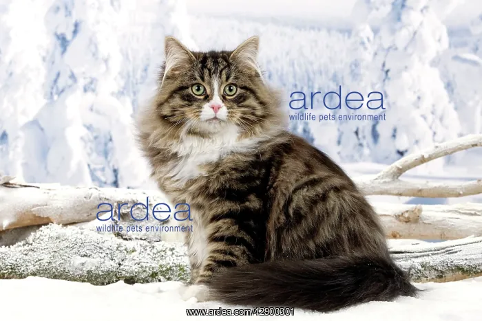  : Cat - Siberian Cat In snow