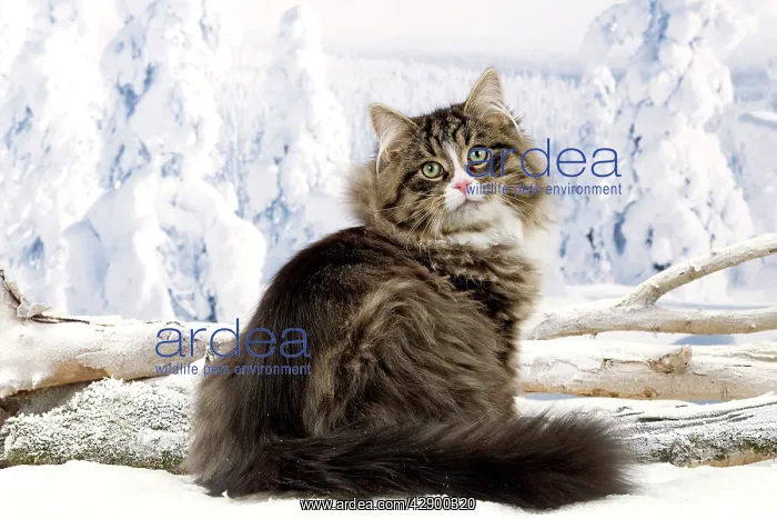  : Cat - Siberian Cat in snow