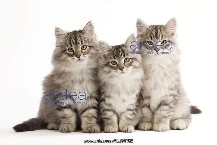  : Cat - Siberian Cats sitting together