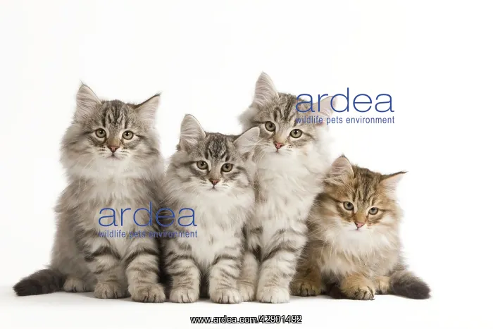  : Cat - Siberian Cats sitting together