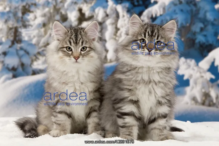  : Cat - Siberian Cats - in snow