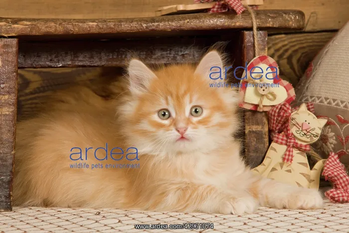 : Cat - Siberian Kitten