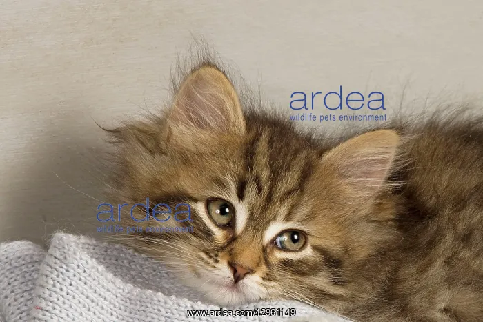  : Cat - Siberian Kitten