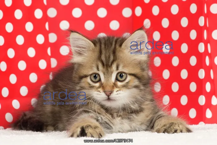 : Cat - Siberian kitten