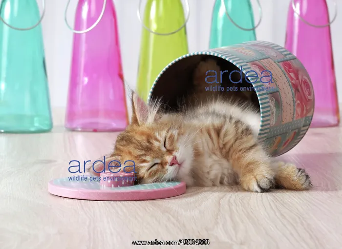 : Cat - Siberian kitten : Cat - Siberian kitten