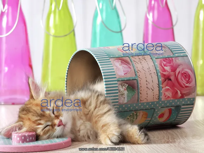 : Cat - Siberian kitten : Cat - Siberian kitten