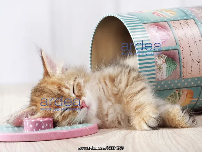: Cat - Siberian kitten : Cat - Siberian kitten