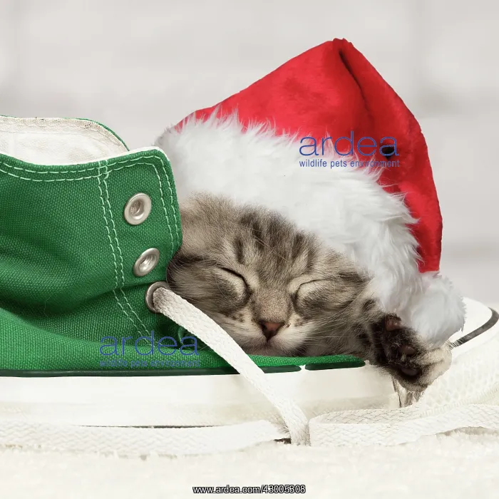  : Cat Siberian kitten