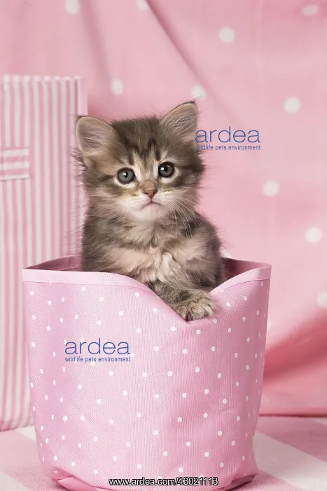  : Cat Siberian kitten