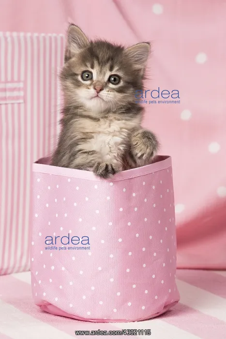  : Cat Siberian kitten