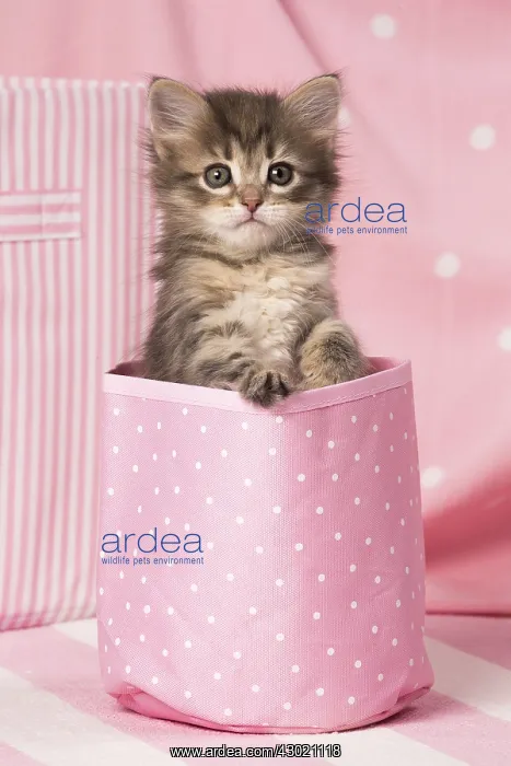  : Cat Siberian kitten