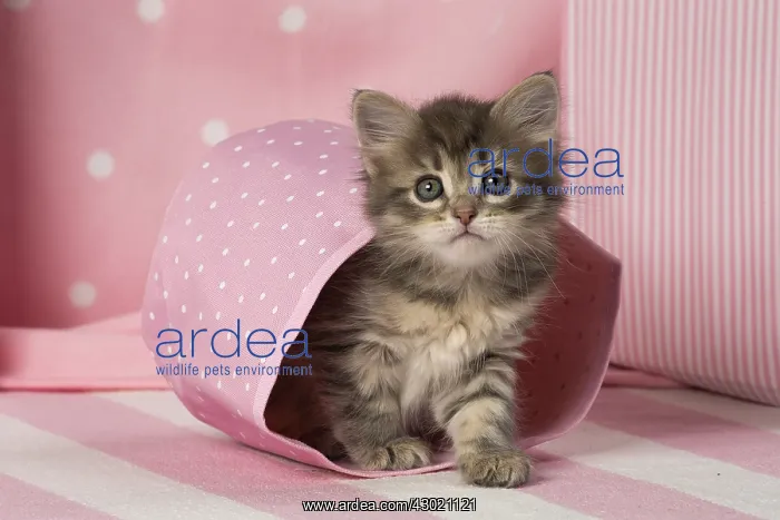  : Cat Siberian kitten