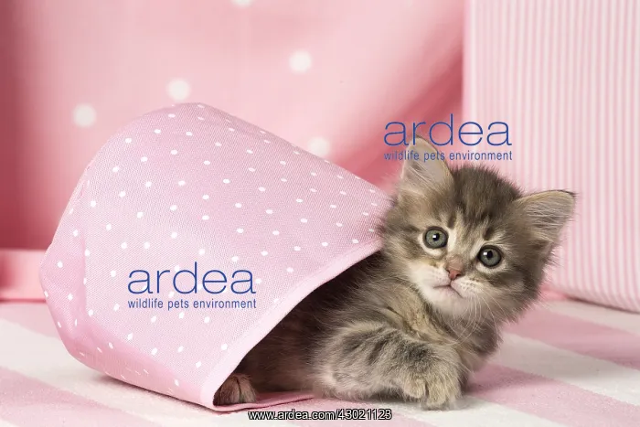  : Cat Siberian kitten