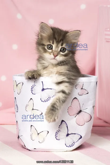  : Cat Siberian kitten
