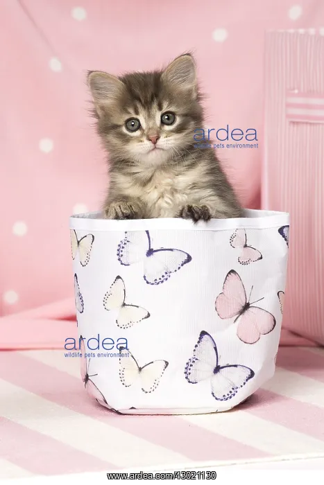  : Cat Siberian kitten