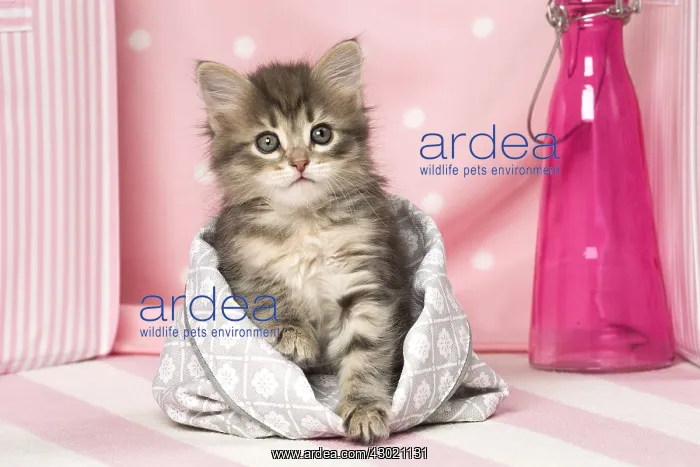  : Cat Siberian kitten