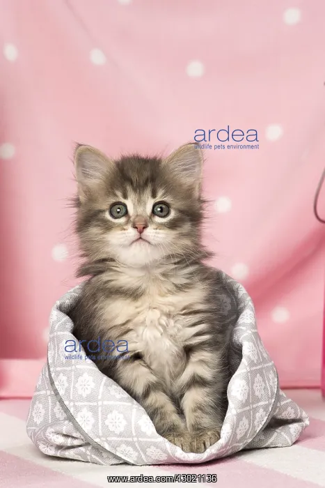  : Cat Siberian kitten