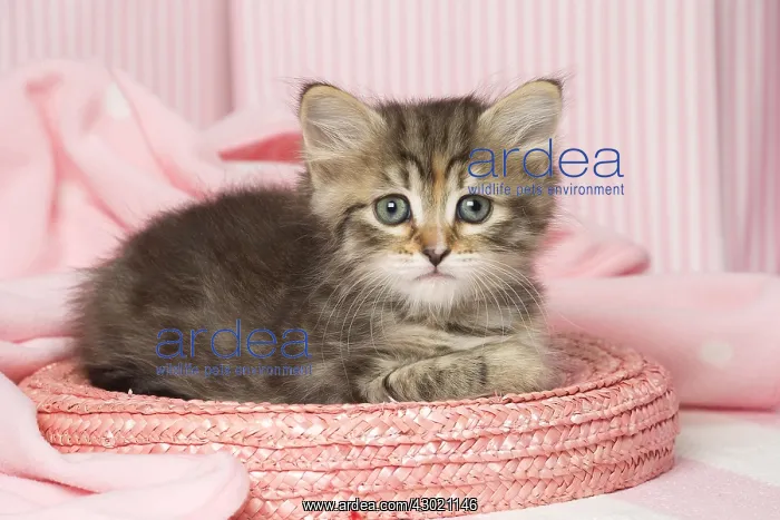  : Cat Siberian kitten