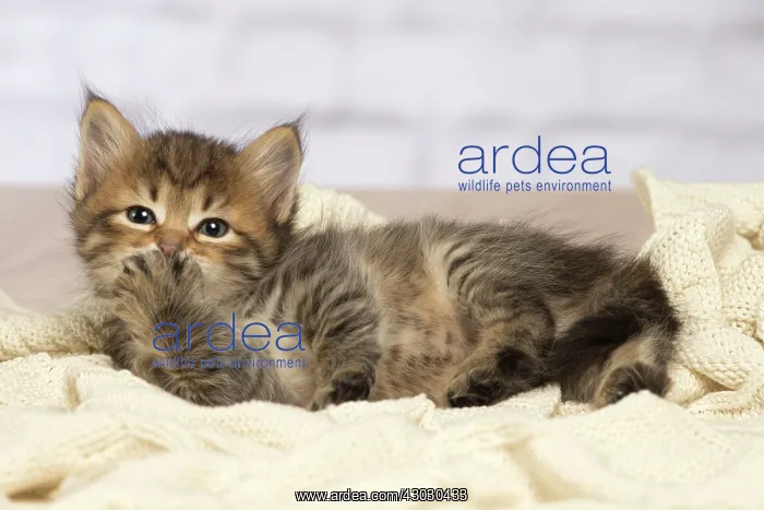  : Cat Siberian kitten