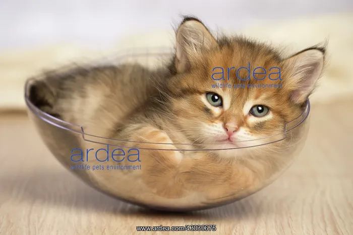  : Cat Siberian kitten
